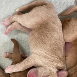 Australian Labradoodle Puppies from Salona Australian Labradoodles