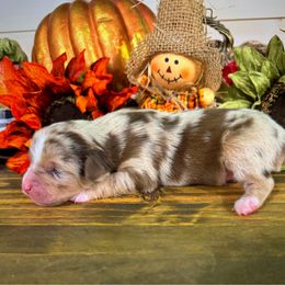 Boo - Red merle male Miniature Australian Shepherd puppy in Idalou, Texas from Lonesome Pine Mini Aussies