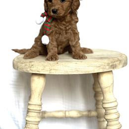 Goldendoodle Puppies from Doodles and Cavaliers