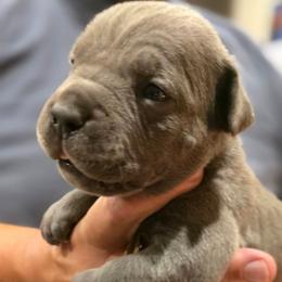 White collar male - Gray male Cane Corso puppy in Granbury, Texas from La Muerte Corso Kennel