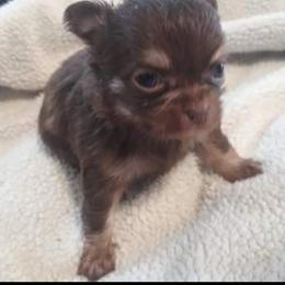 Chihuahua Puppies from B&D Chihuahuas