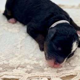 Belle - Bernedoodle puppy from Miranda’s Sunshine Poodles and Doodles