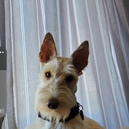 Scottish Terrier Puppies from Hyland Lake Scotties