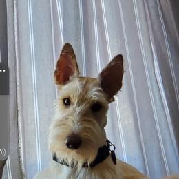 Scottish Terrier Puppies from Hyland Lake Scotties
