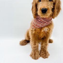 Goldendoodle Puppies from Posh Paws Puppies