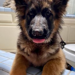 German Shepherds from Victoria's German Shepherds