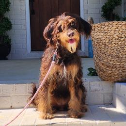 Cece - Cavapoo