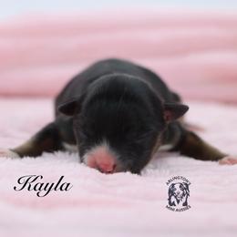 Kayla - Black tri female Miniature Australian Shepherd puppy in Weeki Wachee, Florida from Arlington's Mini Aussies