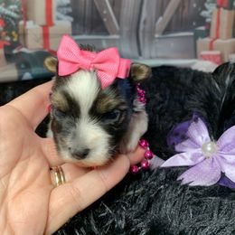 Girl 1 2000 - Parti female Yorkshire Terrier puppy in Douglas, Georgia from Southern Georgia Yorkies and biewers