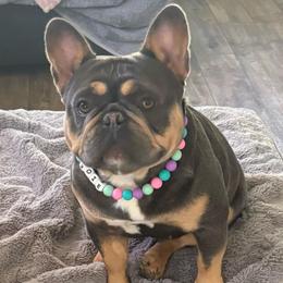 Zoie - French Bulldog