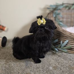 Bella AKC Exceptional Pedigree - Brindle female Shih Tzu puppy in Kings Mountain, North Carolina from Britany's Shih Tzus