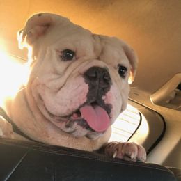 Fattboy - Bulldog