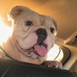 Fattboy - Bulldog