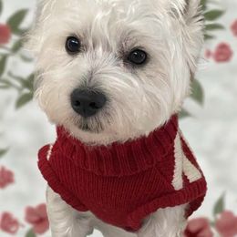 West Highland White Terrier Puppies from Westend Westies