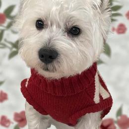 West Highland White Terrier Puppies from Westend Westies