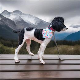 Fancy - Poodle