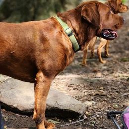 Koa - Labrador Retriever