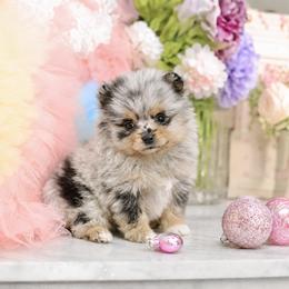 Cinnamon- AKC - Blue merle female Pomeranian puppy in Santa Rosa, California from Cute California Poms