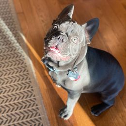 French Bulldog Puppies from Bleu Rock French Bulldogs