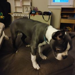 Boston Terrier Puppies from Razmom's Boston Terriers