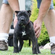 Pink Collar - Tiger female Perro de Presa Canario puppy in Pocahontas, Illinois from Cabeza Grande Kennel