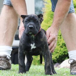 Pink Collar - Tiger female Perro de Presa Canario puppy in Pocahontas, Illinois from Cabeza Grande Kennel