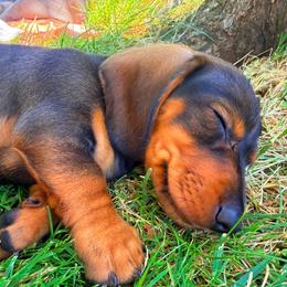 Hershey - Chocolate and tan male Dachshund puppy in Eugene, Oregon from FurEver Home