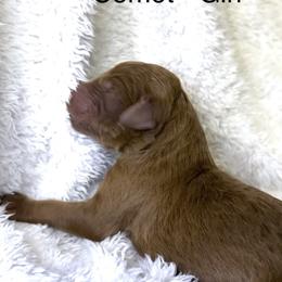 Comet - female Bernedoodle puppy in Greenville, South Carolina from Halo BerneDo