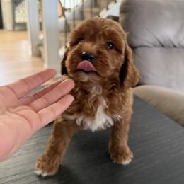 Trixie - Red  female Goldendoodle puppy in Mint Hill, North Carolina from DoodleForever