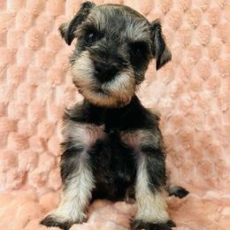 Girl- 1 salt pepper - Salt and pepper female Miniature Schnauzer puppy in Lehigh Acres, Florida from Regency Schnauzer