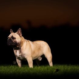 French Bulldog All Grown Up from HDH French Bulldogs