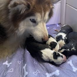 Female 1 - Black and white female Siberian Husky puppy in Diamond Lake, Washington from Husky Haven WA