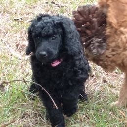 Poodle Puppies from Deborah Busch Poodles