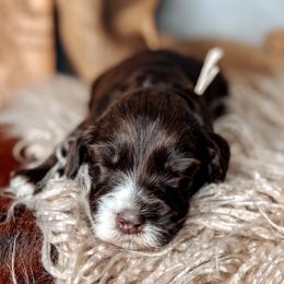 Maple - Chocolate female Australian Labradoodle puppy in Decatur, Alabama from Southern Meadows Doodles