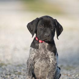 German Shorthaired Pointer and Vizsla Puppies from Nosam Kennels