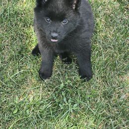 Ursula - Black female Schipperke puppy in Alcester, South Dakota from Fischer Kennels