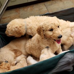 Goldendoodle Puppies from Doodle Love 559
