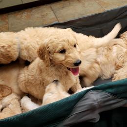 Goldendoodle Puppies from Doodle Love 559