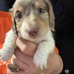 Mud Pie - Dapple female Dachshund puppy in Bigfork, Minnesota from Dachshunds Up North