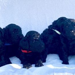 Goldendoodle Puppies from Waggin Country Doodles