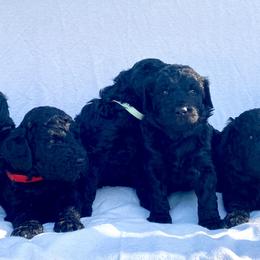 Goldendoodle Puppies from Waggin Country Doodles