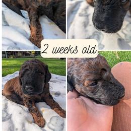Rocky Road - Phantom male Goldendoodle puppy in Flagstaff, Arizona from Pat's Poodle Pups & Moore