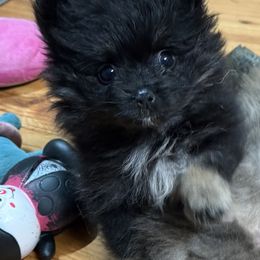 Lilo the teacup Pomsky - Black female Pomsky puppy in Avoca, Michigan from Repurposed Paradise Farm