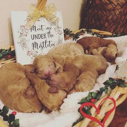 Goldendoodle Puppies from Cooley Doodles