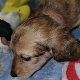 Reba. (MH Dapple) - Dapple female Dachshund puppy in Terlton, Oklahoma from CLARK'S BREEDING PROGRAM