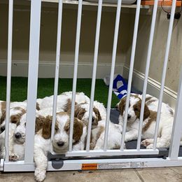 Goldendoodle Puppies from Kennedy Doodles