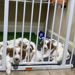 Goldendoodle Puppies from Kennedy Doodles