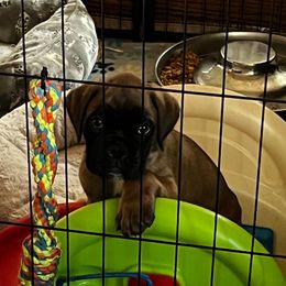 Boy 2 - Fawn male Boxer puppy in Canton, Texas from Branton Farms (Mini Schnauzers, Boxers and Mini Aussies)