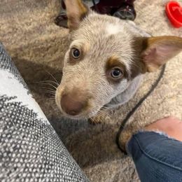 Australian Cattle Dog Puppies from Rising J Cattle Dogs