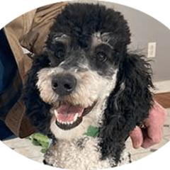 Cody - Goldendoodle